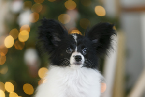 Photo №1. papillon dog - for sale in the city of Permian | Negotiated | Announcement № 3821
