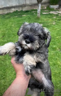 Photo №2 to announcement № 110672 for the sale of standard schnauzer - buy in Serbia 