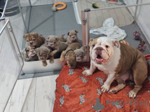 Photo №1. english bulldog - for sale in the city of Berlin | negotiated | Announcement № 127271