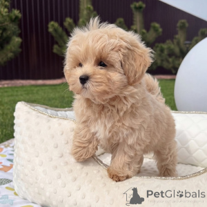 Photo №3. Premium Maltipoo Puppies Healthy, Loving & Ready for Their Forever Homes. Germany