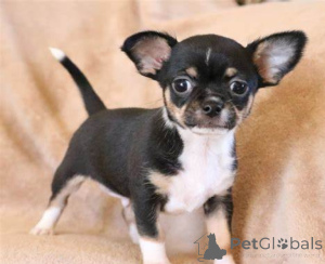 Photo №2 to announcement № 162268 for the sale of chihuahua - buy in Estonia 
