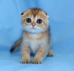 Photo №1. scottish fold - for sale in the city of Дзержинск | 360$ | Announcement № 6962