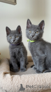 Photo №3. Chartreux kittens available for adoption. Belgium