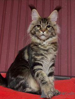 Photo №2 to announcement № 161208 for the sale of maine coon - buy in United States breeder