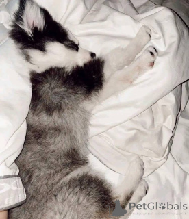 Photo №4. I will sell  in the city of Chicago.  - price - negotiated