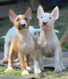 Additional photos: Standard bull terrier puppies