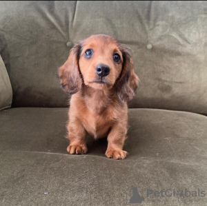 Photo №2 to announcement № 122998 for the sale of dachshund - buy in Germany breeder