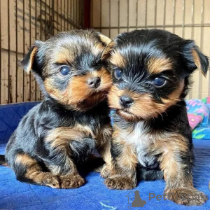 Photo №1. yorkshire terrier - for sale in the city of Munich | negotiated | Announcement № 164289