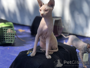 Photo №2 to announcement № 20820 for the sale of sphynx-katze - buy in Switzerland private announcement