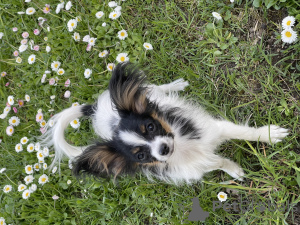 Photo №2 to announcement № 19632 for the sale of papillon dog - buy in Belarus from nursery