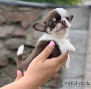 Photo №2 to announcement № 132074 for the sale of chihuahua - buy in Belgium breeder