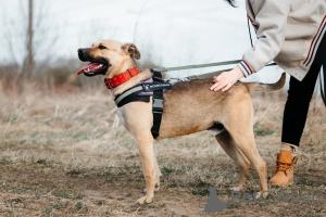Photo №4. I will sell non-pedigree dogs in the city of Khimki. from the shelter - price - negotiated