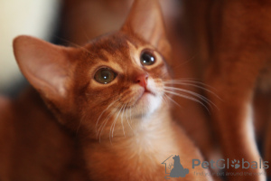 Photo №1. abyssinian cat - for sale in the city of Minsk | 838$ | Announcement № 8957