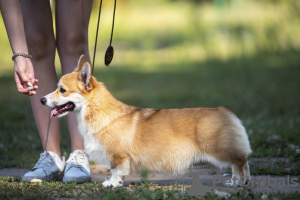 Photo №1. welsh corgi - for sale in the city of Saratov | 1700$ | Announcement № 68881