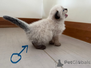 Photo №3. Enchanting Ragdoll kitten for sale. Austria