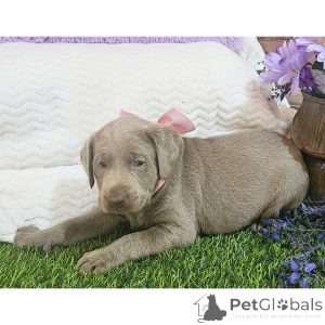 Photo №4. I will sell labrador retriever in the city of ROVANIEMI. private announcement - price - 506$