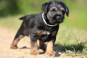 Photo №3. border terrier puppies. Slovakia