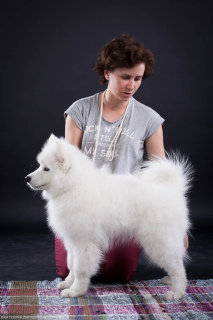 Photo №2 to announcement № 2988 for the sale of samoyed dog - buy in Russian Federation from nursery, breeder