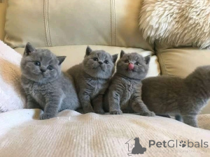 Photo №1. british shorthair - for sale in the city of Vilnius | Is free | Announcement № 155222