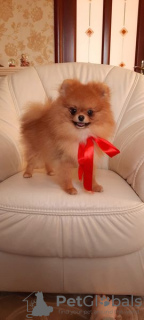 Photo №2 to announcement № 51378 for the sale of pomeranian - buy in Belarus breeder