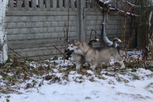 Photo №2 to announcement № 5346 for the sale of alaskan malamute - buy in Belarus breeder