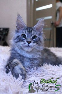 Photo №1. maine coon - for sale in the city of St. Petersburg | 743$ | Announcement № 17896