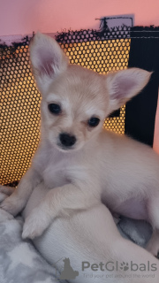 Photo №2 to announcement № 102496 for the sale of chihuahua - buy in United States private announcement