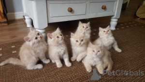 Photo №2 to announcement № 69134 for the sale of persian cat - buy in Finland 