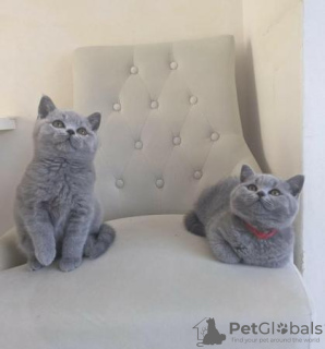 Photo №2 to announcement № 108600 for the sale of british shorthair - buy in Germany private announcement, from nursery, from the shelter, breeder