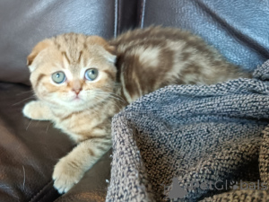 Photo №1. scottish fold - for sale in the city of Aarschot | Is free | Announcement № 161900