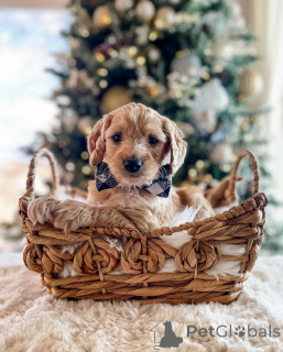 Photo №1. poodle (toy) - for sale in the city of Munich | 413$ | Announcement № 161532
