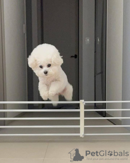 Photo №3. Maltese , 2 months old Pure breed. United States