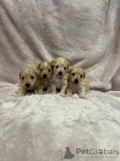 Additional photos: Maltipoo puppie