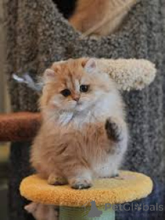 Photo №3. Chatons British Longhair à vendre. Belgium