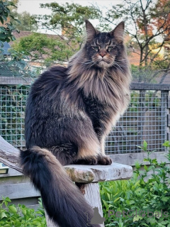 Photo №4. I will sell maine coon in the city of Garmisch-Partenkirchen. private announcement - price - 700$