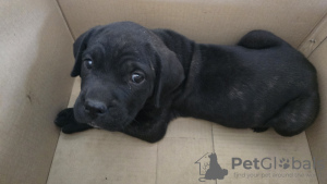 Photo №1. cane corso - for sale in the city of Tashkent | 200$ | Announcement № 110552