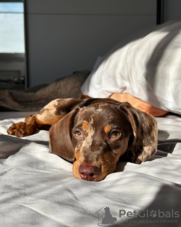 Photo №2 to announcement № 131042 for the sale of  - buy in Germany private announcement