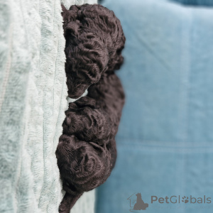 Photo №1. poodle (dwarf) - for sale in the city of Minsk | negotiated | Announcement № 167529