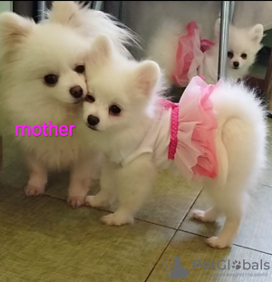 Photo №2 to announcement № 17276 for the sale of pomeranian - buy in Ukraine private announcement, from nursery