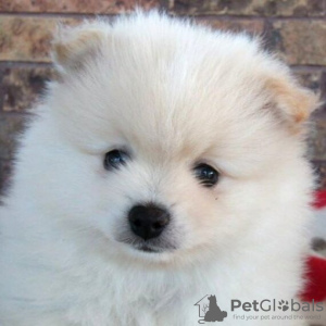 Photo №1. pomeranian - for sale in the city of Brasília | 265$ | Announcement № 45717