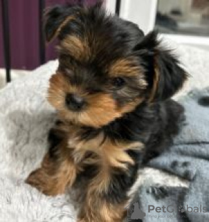 Photo №1. yorkshire terrier - for sale in the city of Kauhava | negotiated | Announcement № 56129