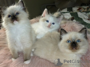 Photo №1. ragdoll - for sale in the city of Berlin | 449$ | Announcement № 96922