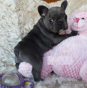 Photo №3. Adorable French bulldog Puppies for free adoption. Germany