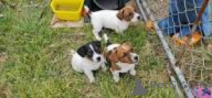 Photo №3. Jack Russell Terrier puppies for sale. United Kingdom