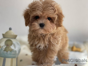 Additional photos: Gorgeous little Maltipoo puppies.