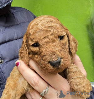 Photo №3. Standard red poodle puppy. Serbia