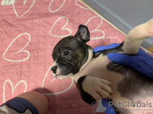 Photo №4. I will sell american bully in the city of Панчево. private announcement, from nursery, breeder - price - 2447$