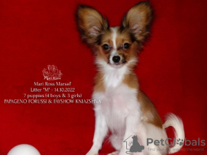 Photo №1. papillon dog - for sale in the city of Saratov | negotiated | Announcement № 39353