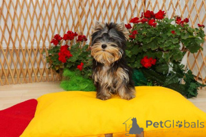 Photo №3. Yorkshire Terrier (Yorkie) puppies. Serbia