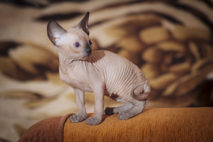 Photo №1. sphynx cat - for sale in the city of Lyon | 1669$ | Announcement № 503